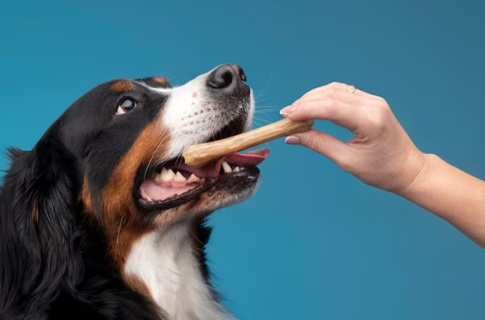 Imagen de Marcas líderes en alimentación animal